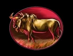 Safari Heat สัญลักษณ์ 5