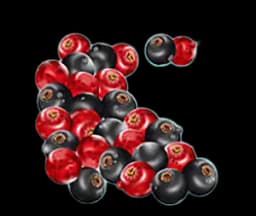 Winterberries สัญลักษณ์ 5
